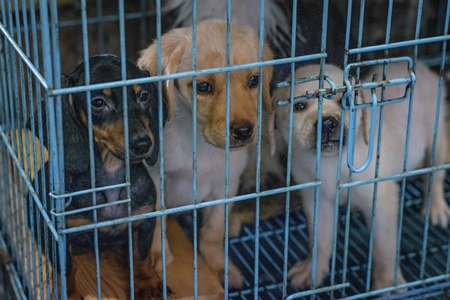 Pedigree breed puppies kept in the dark in cage on sale at Crawford pet market