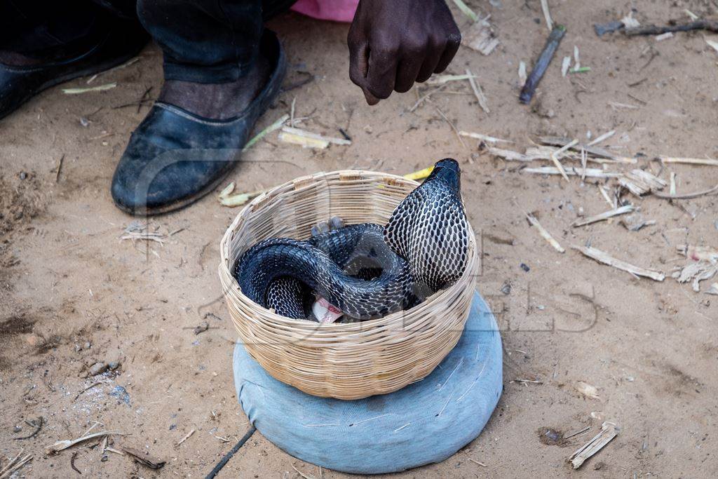 Snake in basket being charmed by snake charmer at Pushkar camel fair ...