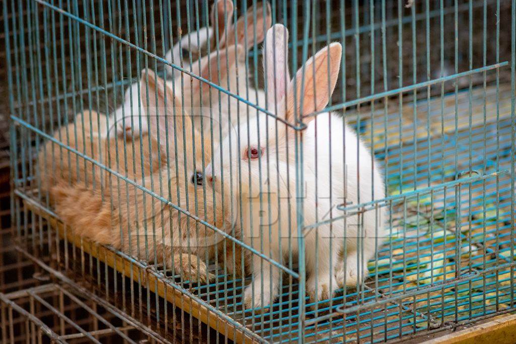 Rabbits in cage on sale as pets at Crawford pet market