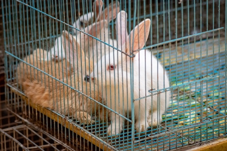 Rabbits in cage on sale as pets at Crawford pet market