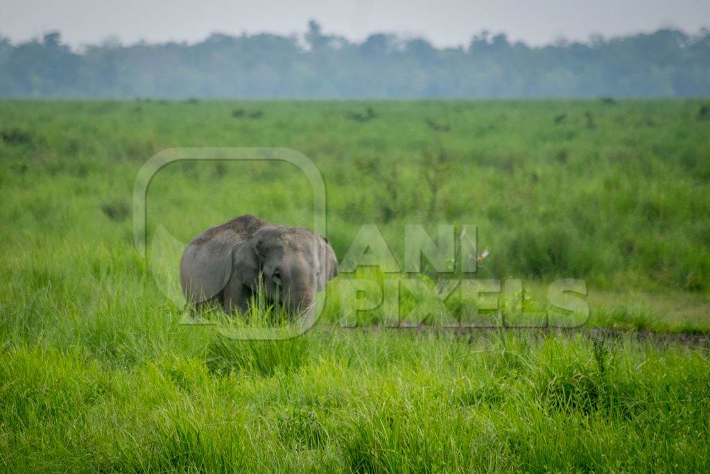 Wild Indian elephant in the green grass at Kaziranga National Park in Assam