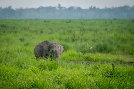 Wild Indian elephant in the green grass at Kaziranga National Park in Assam