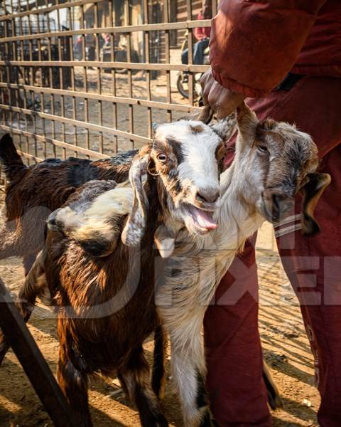 Indian goats being dragged by the ears at the Ghazipur bakra mandi, Ghazipur, Delhi, India, 2022