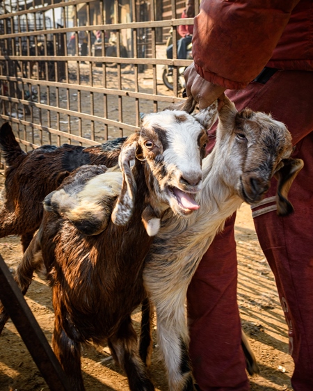 Indian goats being dragged by the ears at the Ghazipur bakra mandi, Ghazipur, Delhi, India, 2022