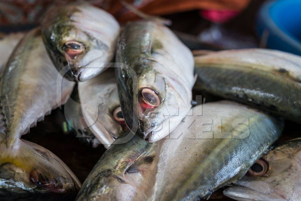 Fish on sale at a fish market