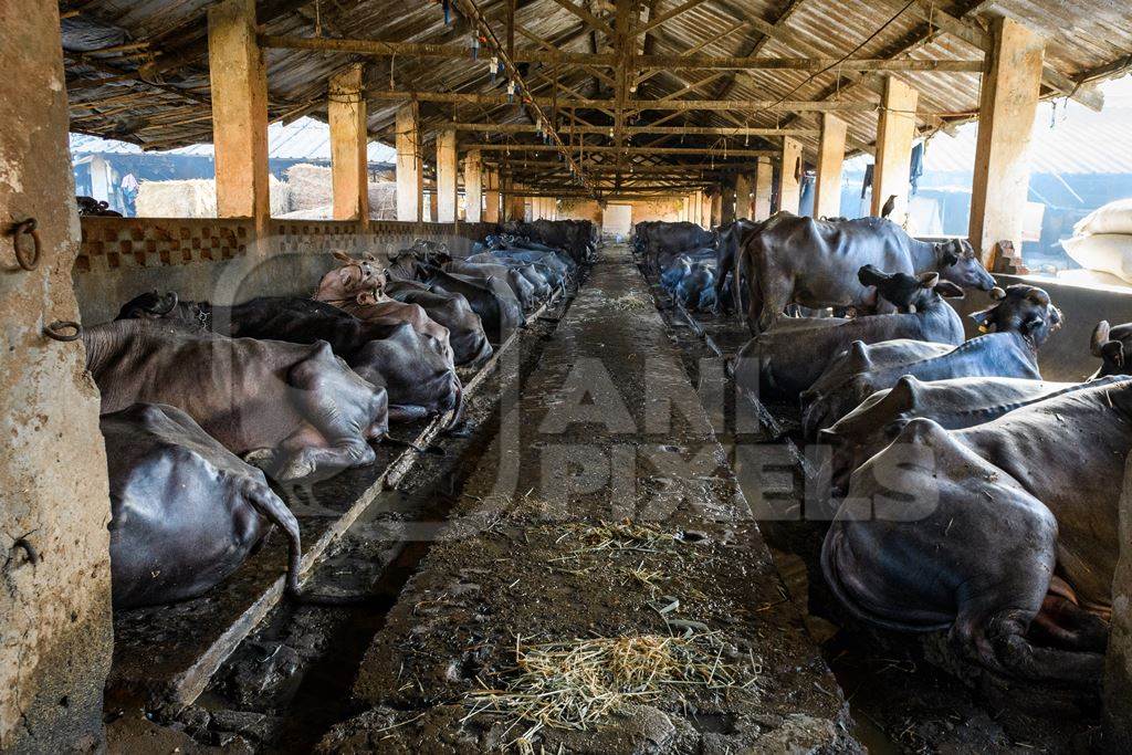 Indian buffaloes chained up and sitting in a row on an urban dairy farm or tabela, Aarey milk colony, Mumbai, India, 2023