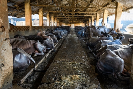 Indian buffaloes chained up and sitting in a row on an urban dairy farm or tabela, Aarey milk colony, Mumbai, India, 2023