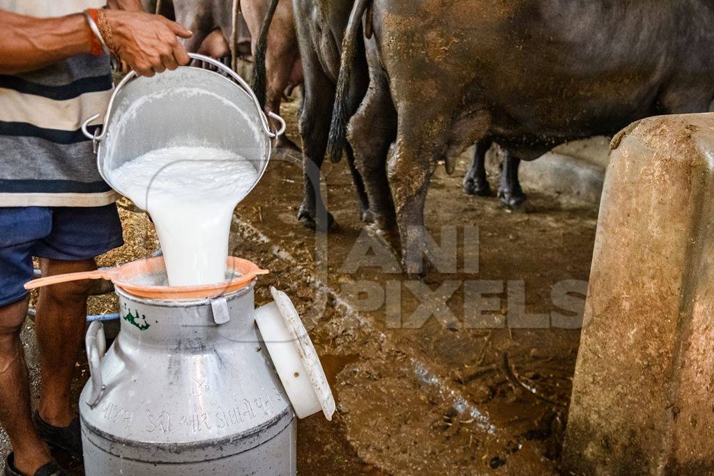 A worker pours milk into a milk can with farmed Indian buffaloes in the background in a large shed on an urban dairy farm or tabela, Aarey milk colony, Mumbai, India, 2023