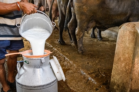 A worker pours milk into a milk can with farmed Indian buffaloes in the background in a large shed on an urban dairy farm or tabela, Aarey milk colony, Mumbai, India, 2023