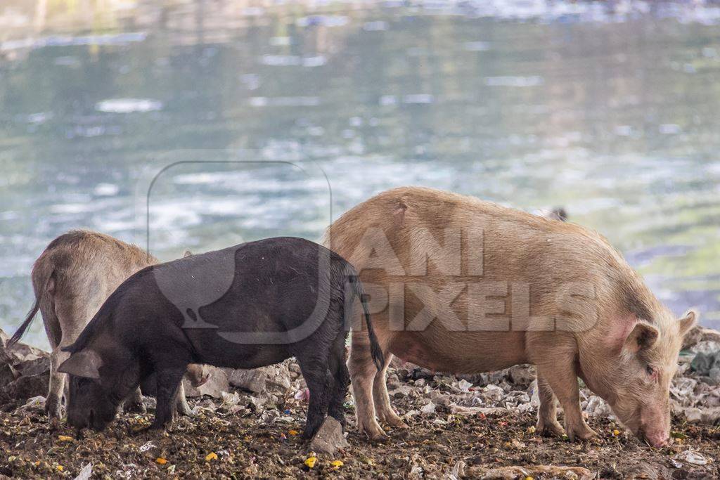 Urban feral city pigs next to river in city in India