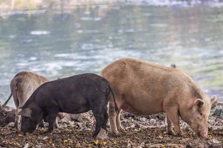 Urban feral city pigs next to river in city in India