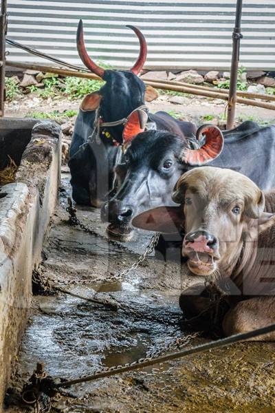 Farmed buffaloes tied up in a small urban dairy