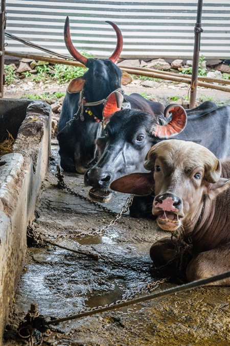 Farmed buffaloes tied up in a small urban dairy