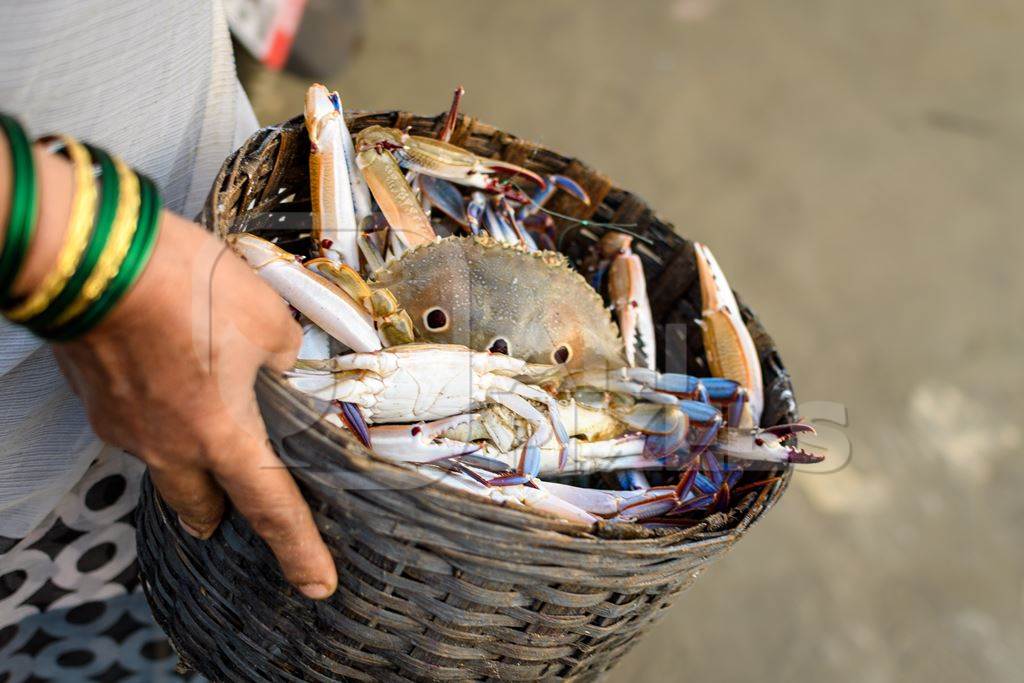 Indian lady holding basket of dead Indian sea crabs on sale at Malvan fish market on beach in Malvan, Maharashtra, India, 2022