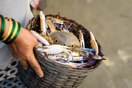 Indian lady holding basket of dead Indian sea crabs on sale at Malvan fish market on beach in Malvan, Maharashtra, India, 2022