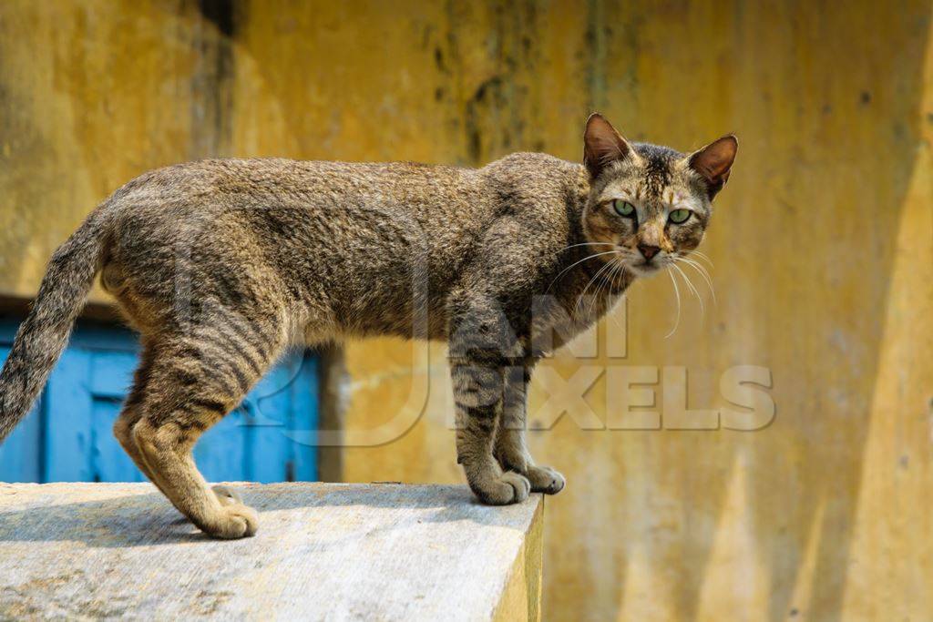 Street cat at Kochi fishing harbour in Kerala with yellow wall and blue door background