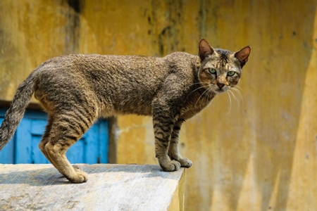 Street cat at Kochi fishing harbour in Kerala with yellow wall and blue door background