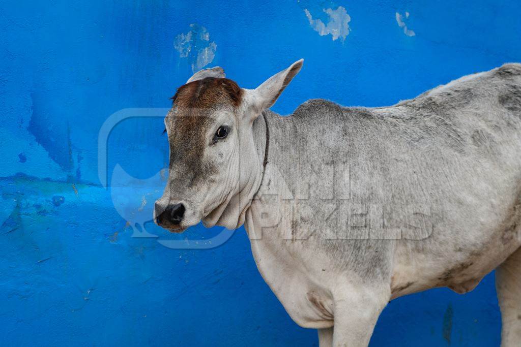 Indian bullock or street cow walking down the street with blue wall in the urban city of Jodhpur, Rajasthan, India, 2022