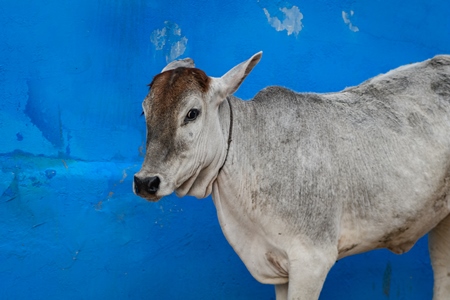 Indian bullock or street cow walking down the street with blue wall in the urban city of Jodhpur, Rajasthan, India, 2022