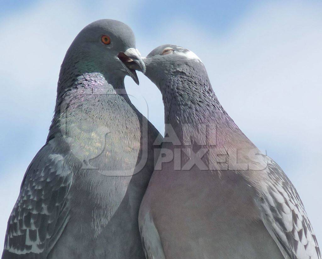 Two pigeons in love