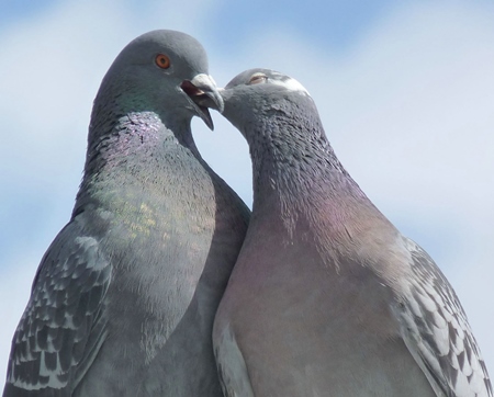 Two pigeons in love