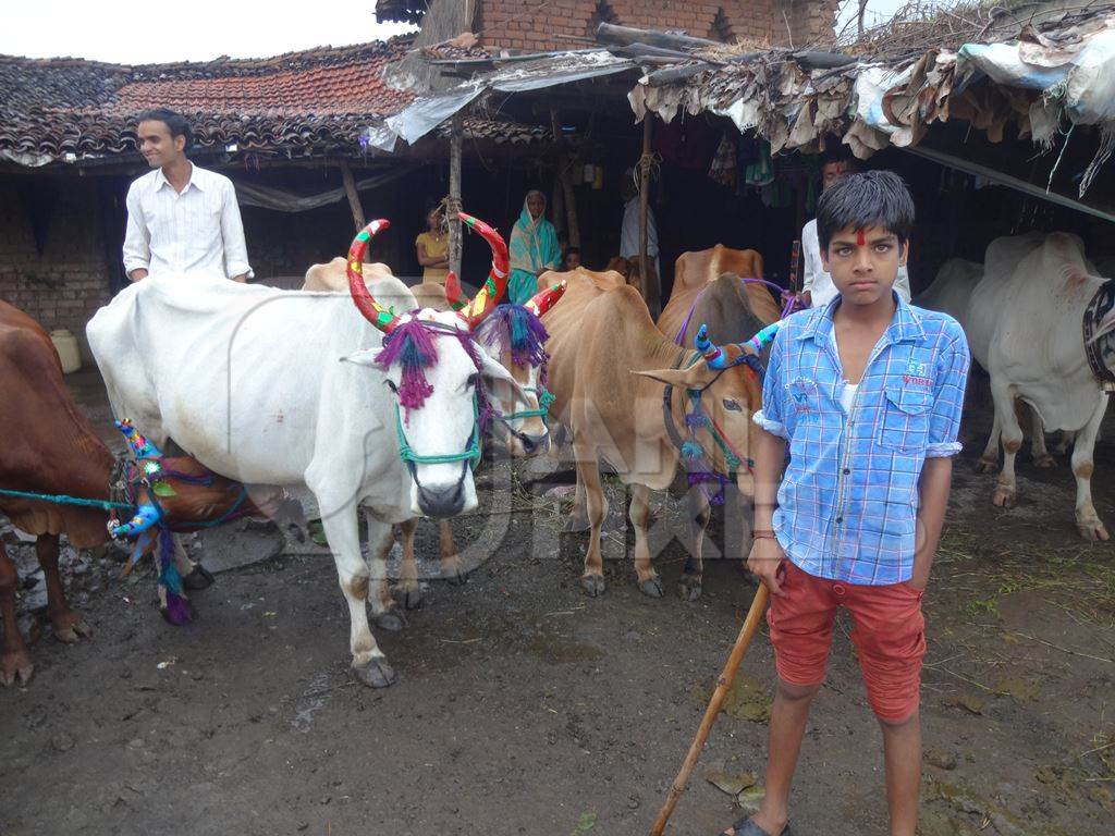 Working Indian bullocks or bulls decorated for Pola festival in Maharashtra, India celebrated by farmers by the worship of the bull