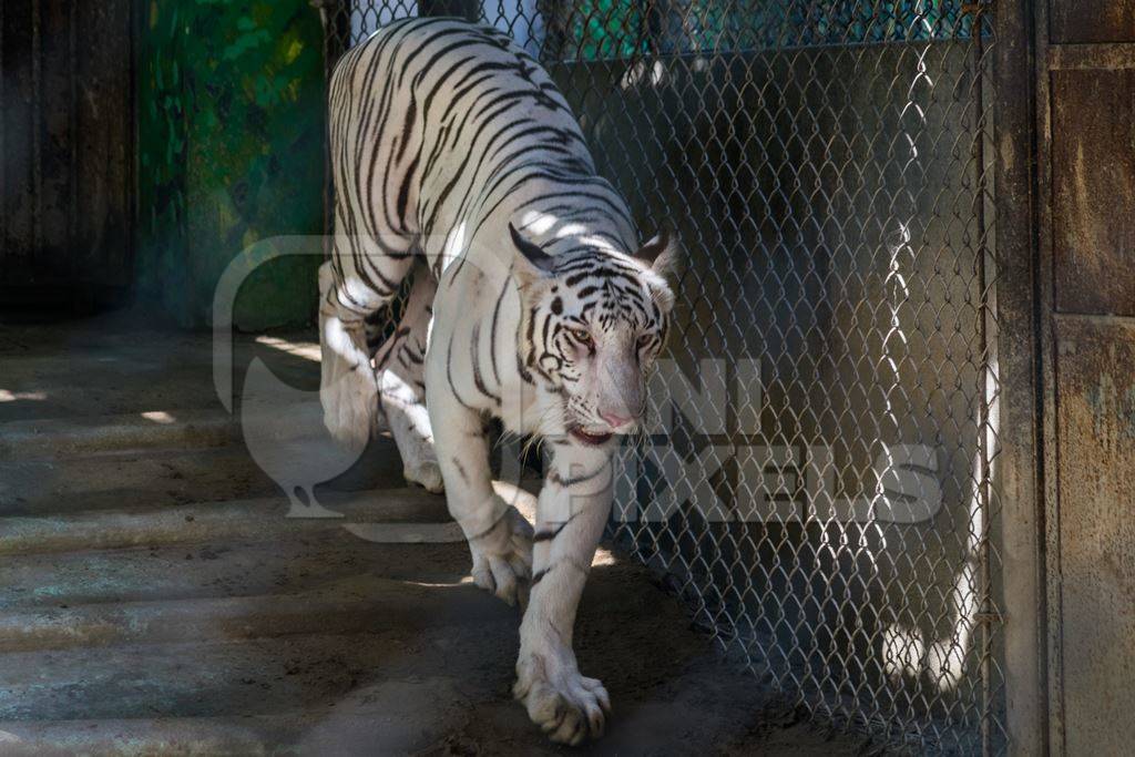 White tiger pacing in cage in Sanjay Gandhi Jaivik Udyan zoo