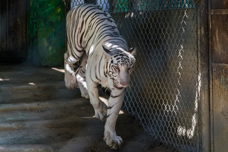 White tiger pacing in cage in Sanjay Gandhi Jaivik Udyan zoo