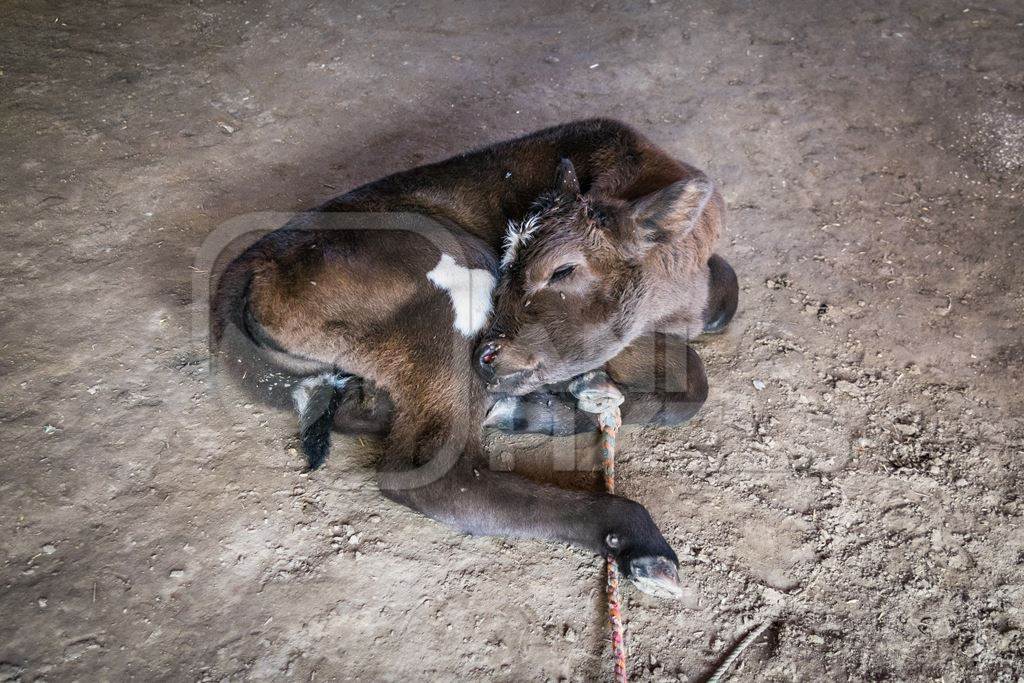 Small brown Indian dairy calf covered with flies tied up at Sonepur cattle fair, India