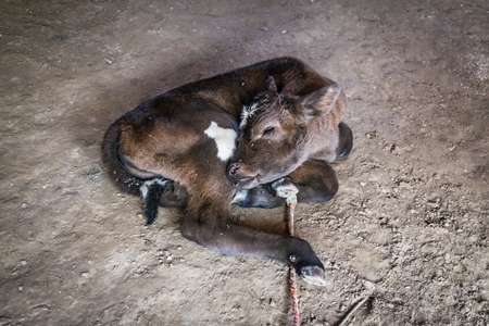 Small brown Indian dairy calf covered with flies tied up at Sonepur cattle fair, India