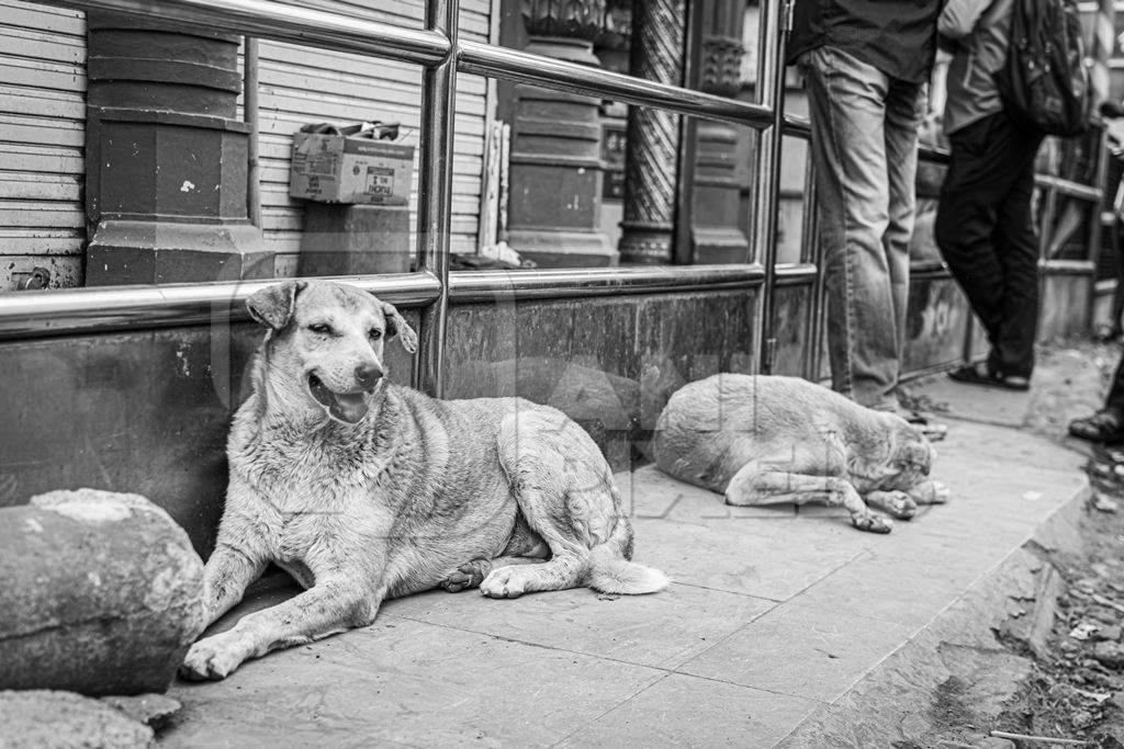 Black and white image of Indian stray or street pariah dogs lying on road in urban city of Pune, Maharashtra, India, 2021