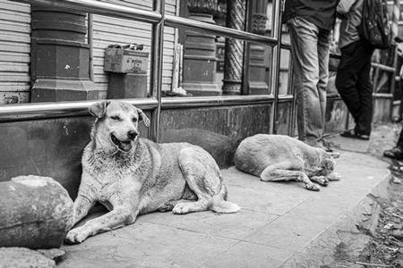 Black and white image of Indian stray or street pariah dogs lying on road in urban city of Pune, Maharashtra, India, 2021