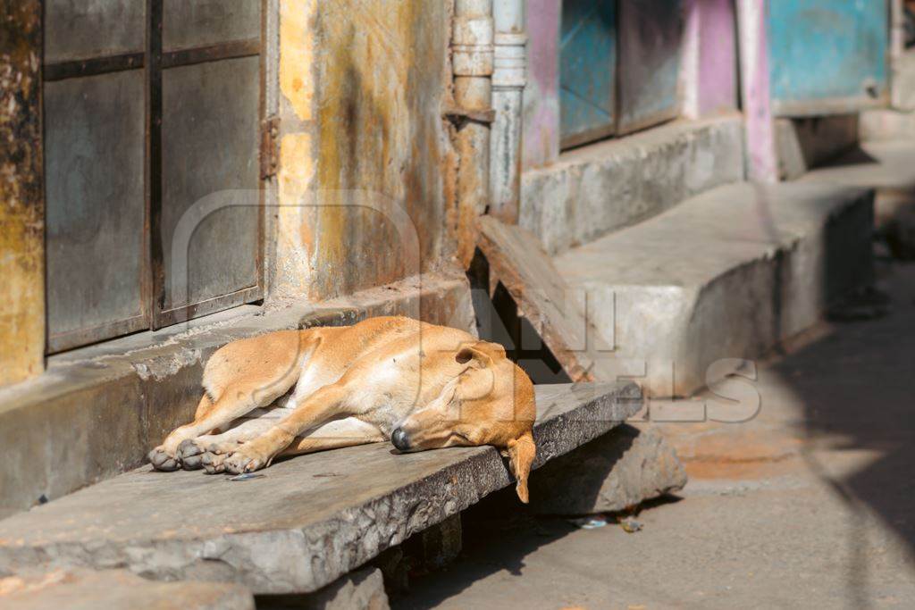 Indian street dog sleeping in the street in the urban city of Jaipur, India, 2022