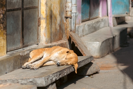 Indian street dog sleeping in the street in the urban city of Jaipur, India, 2022