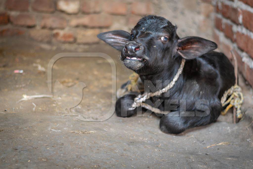 Baby buffalo calf tied up alone away from mother in village in rural Bihar