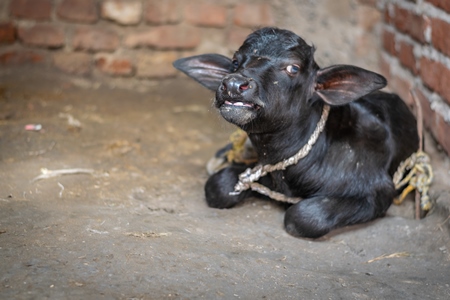 Baby buffalo calf tied up alone away from mother in village in rural Bihar