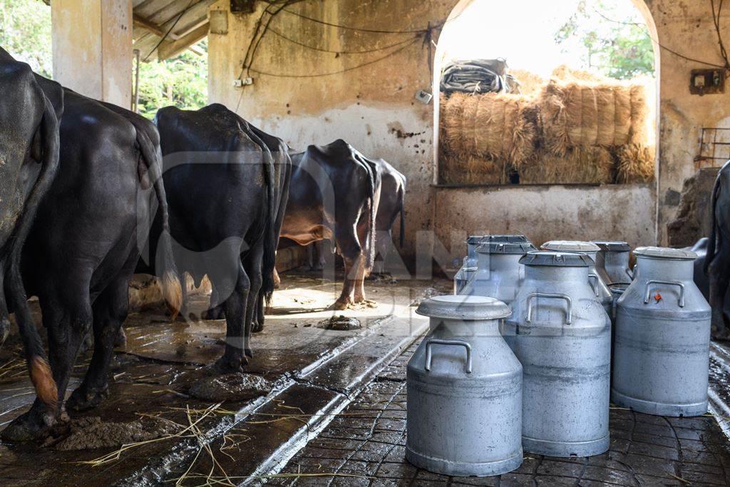 Milk cans or pails with Indian buffaloes tied up in a line in a concrete shed on an urban dairy farm or tabela, Aarey milk colony, Mumbai, India, 2023