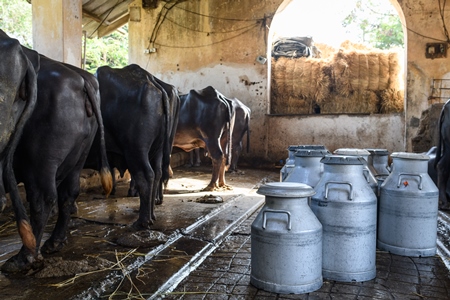 Milk cans or pails with Indian buffaloes tied up in a line in a concrete shed on an urban dairy farm or tabela, Aarey milk colony, Mumbai, India, 2023