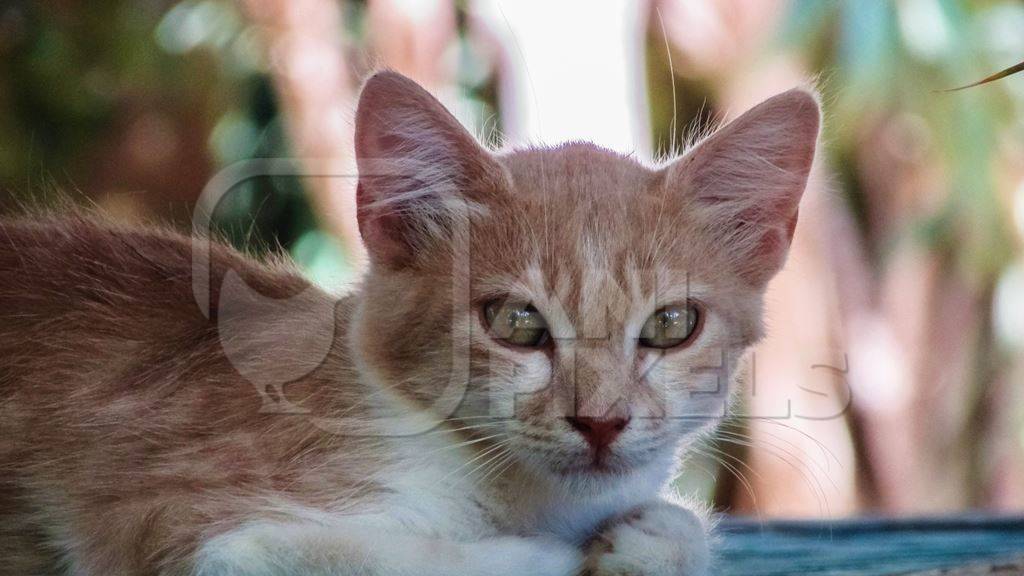 Ginger street kitten looking at camera