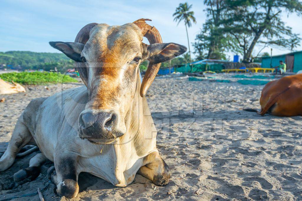 Cow or bullock with large curled horns on the beach in Goa, India