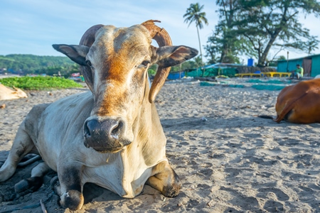 Cow or bullock with large curled horns on the beach in Goa, India