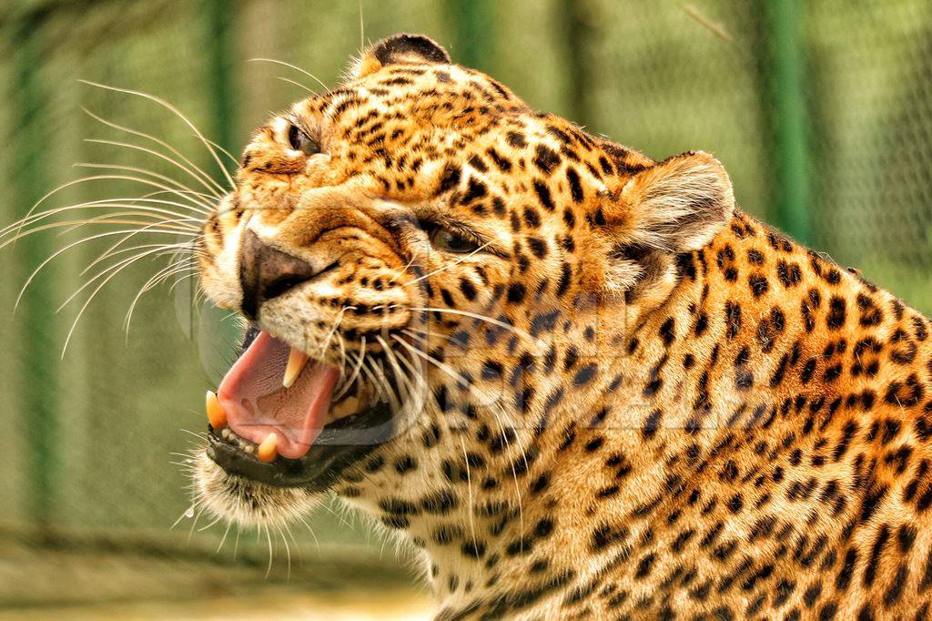 Leopard growling or snarling in captivity in an enclosure in a zoo