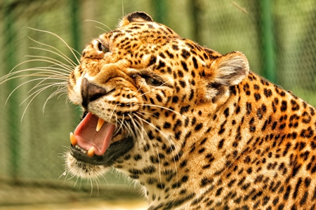 Leopard growling or snarling in captivity in an enclosure in a zoo