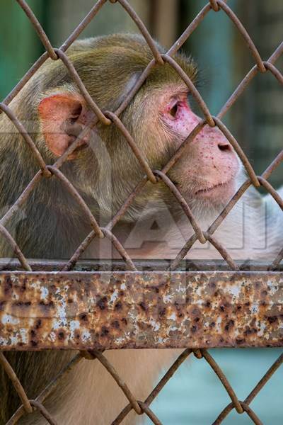 Sad macaque monkey with skin condition looking through fence of cage of Mumbai zoo