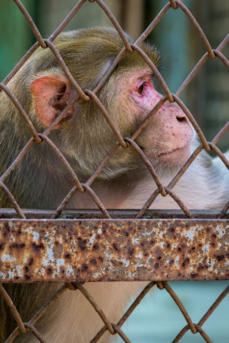 Sad macaque monkey with skin condition looking through fence of cage of Mumbai zoo