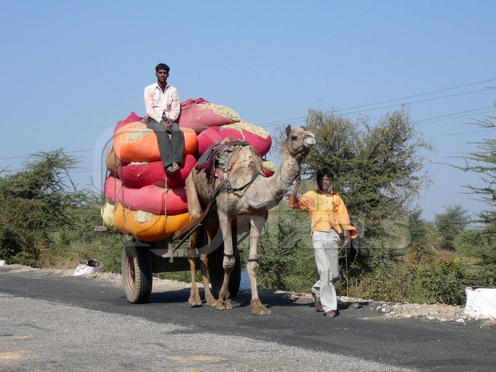 Camel pulling cart with heavy load on road with two men
