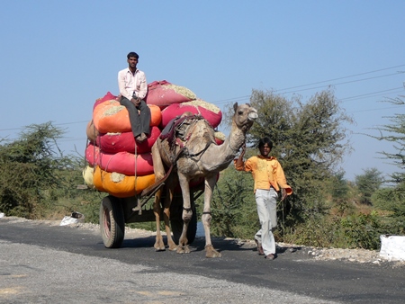 Camel pulling cart with heavy load on road with two men