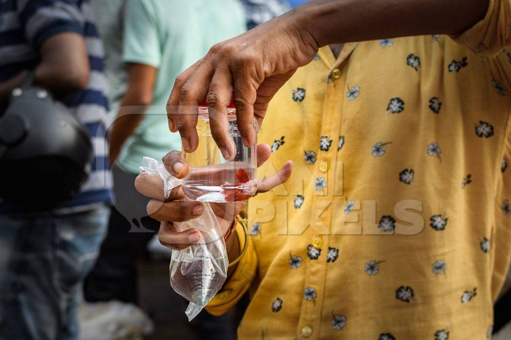 A buyer examines betta fish or siamese fighting fish in small containers on sale at Galiff Street pet market, Kolkata, India, 2022