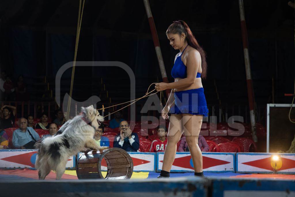 Dogs used as a performing circus animals with acrobat in the Golden Circus, Maharashtra, 2019