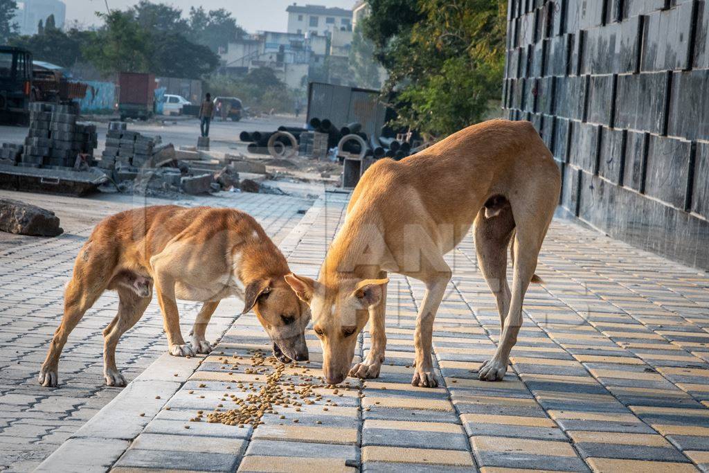 Indian street or stray dogs on road eating food given by dog feeder in urban city in Pune, India